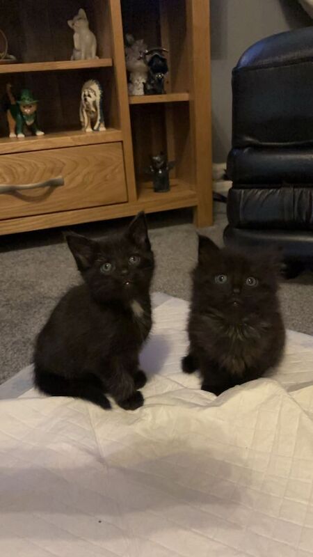 Maine Coon kittens for sale in Bedlington, Northumberland – 5 weeks old