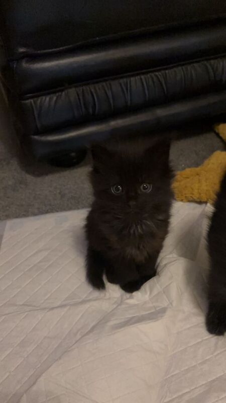 Maine Coon kittens for sale in Bedlington, Northumberland – 5 weeks old - Image 2 of 6