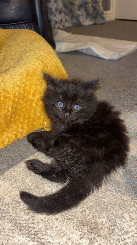 Maine Coon kittens for sale in Bedlington, Northumberland – 5 weeks old - Image 3 of 6