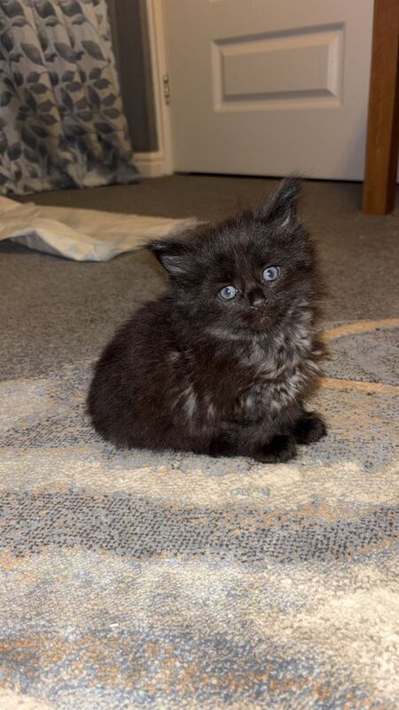 Maine Coon kittens for sale in Bedlington, Northumberland – 5 weeks old - Image 4 of 6