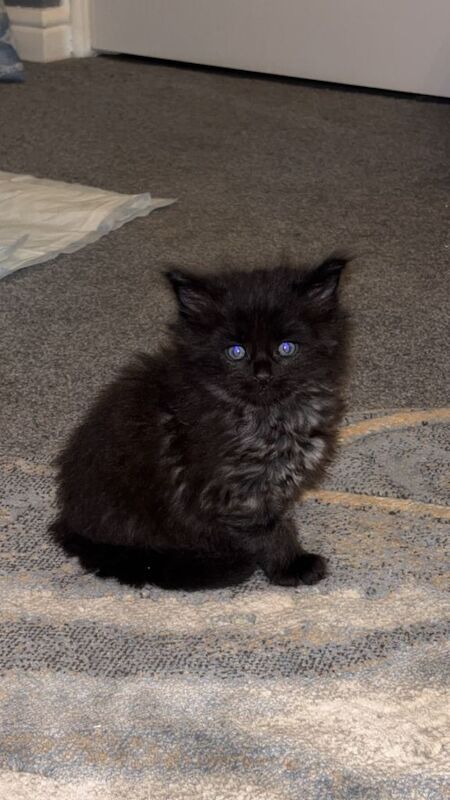 Maine Coon kittens for sale in Bedlington, Northumberland – 5 weeks old - Image 5 of 6