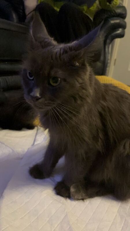 Maine Coon kittens for sale in Bedlington, Northumberland – 5 weeks old - Image 6 of 6