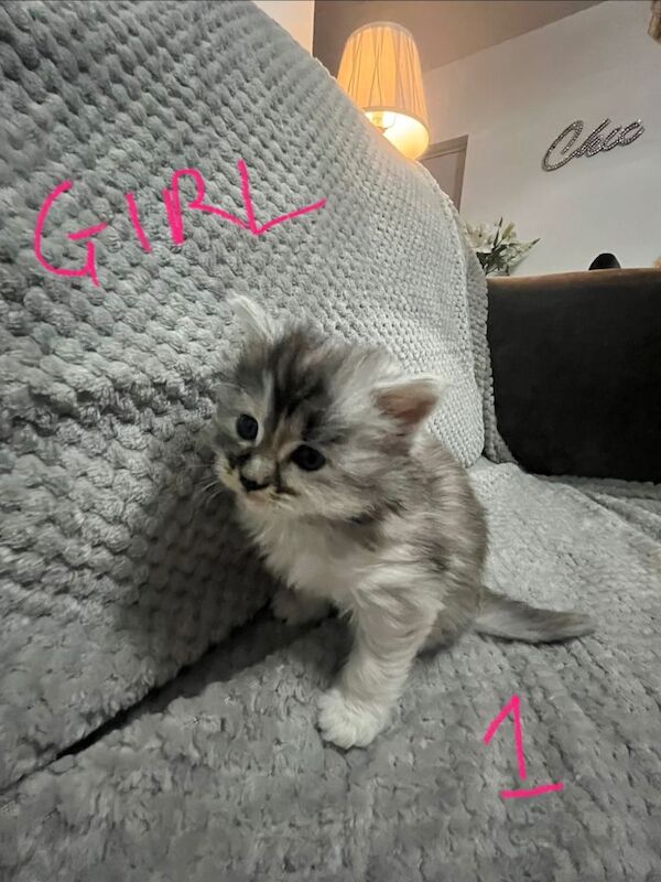 Maine Coon kittens for sale in Weston-super-Mare, Somerset – 4 weeks old