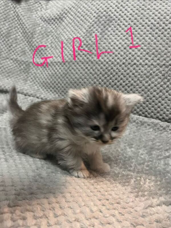 Maine Coon kittens for sale in Weston-super-Mare, Somerset – 5 weeks old - Image 2 of 6