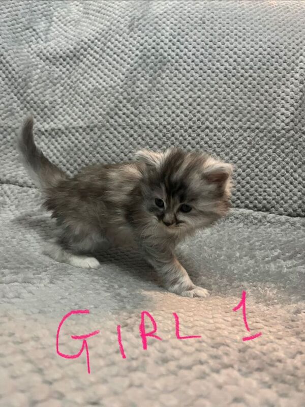 Maine Coon kittens for sale in Weston-super-Mare, Somerset – 5 weeks old - Image 3 of 6