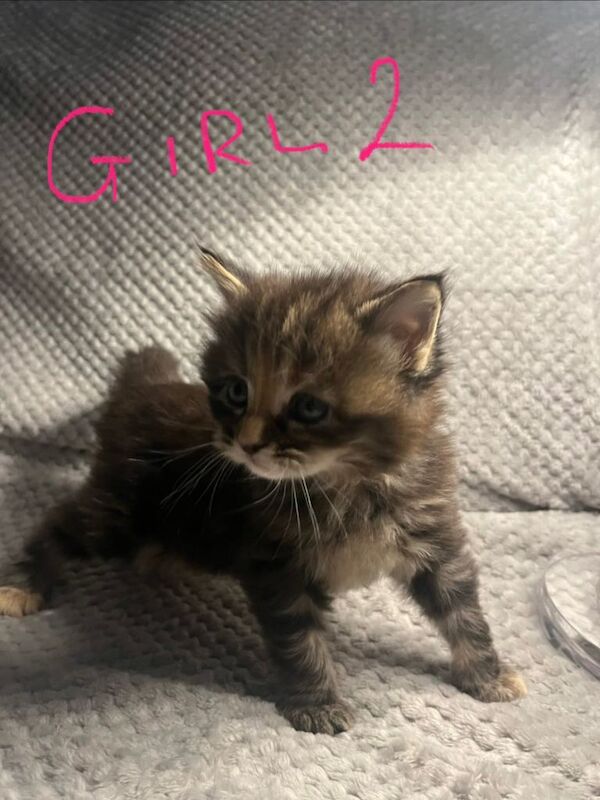 Maine Coon kittens for sale in Weston-super-Mare, Somerset – 5 weeks old - Image 4 of 6