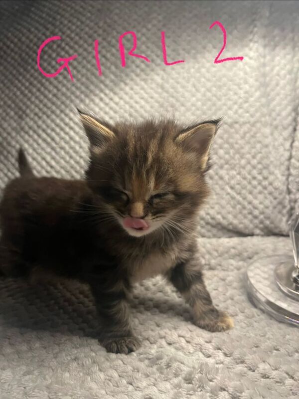 Maine Coon kittens for sale in Weston-super-Mare, Somerset – 5 weeks old - Image 5 of 6