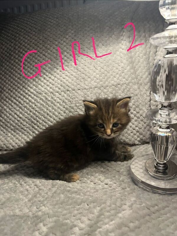 Maine Coon kittens for sale in Weston-super-Mare, Somerset – 5 weeks old - Image 6 of 6