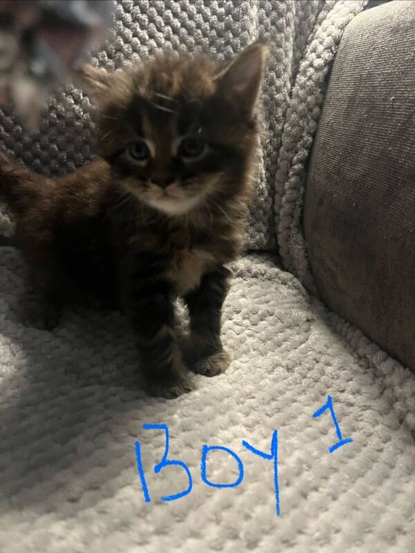 Maine Coon kittens for sale in Weston-super-Mare, Somerset – 8 weeks old