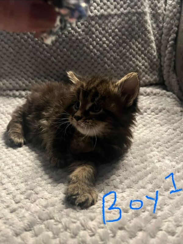 Maine Coon kittens for sale in Weston-super-Mare, Somerset – 9 weeks old - Image 2 of 3