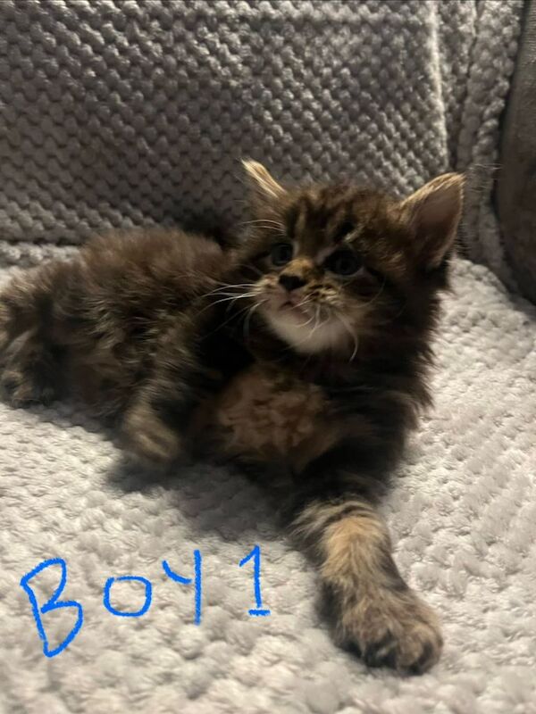 Maine Coon kittens for sale in Weston-super-Mare, Somerset – 9 weeks old - Image 3 of 3