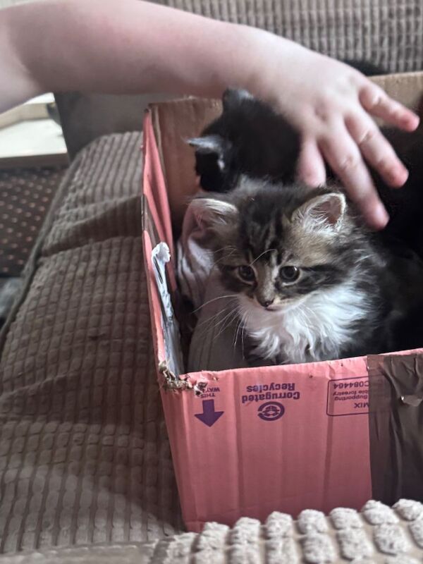 Maine Coon kittens for sale in Middleton, Greater Manchester – 10 weeks old