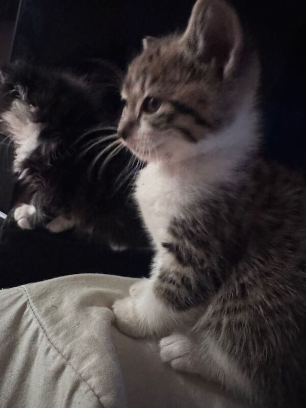 Half maine coon kittens - Image 2 of 5