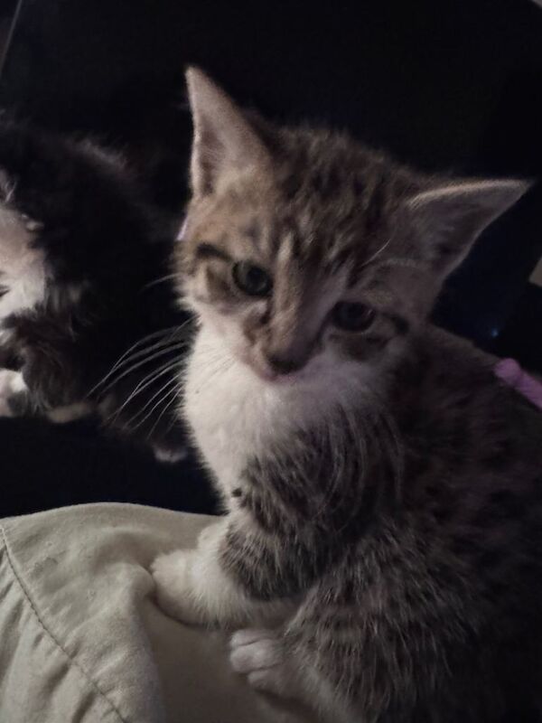 Half maine coon kittens - Image 3 of 5