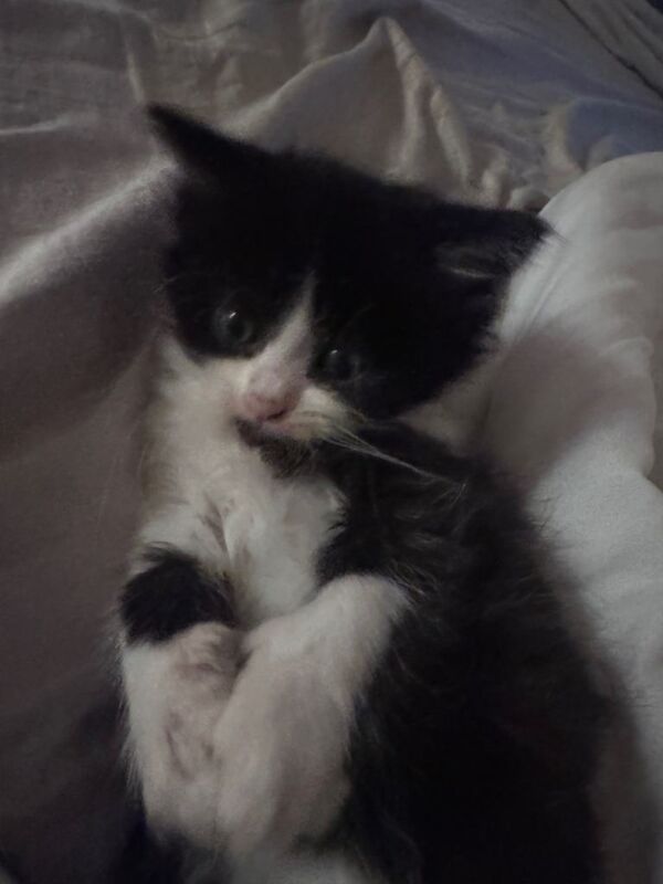 Half maine coon kittens - Image 4 of 5