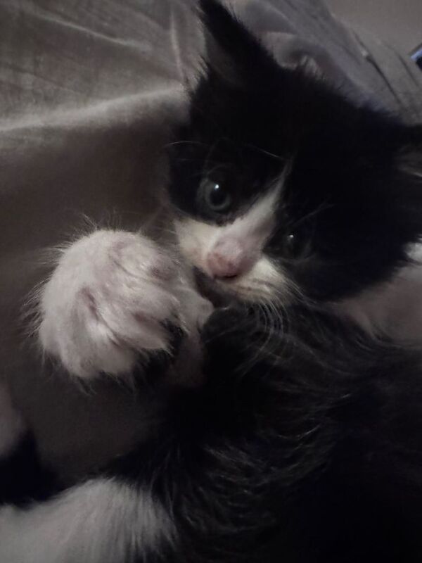 Half maine coon kittens - Image 5 of 5