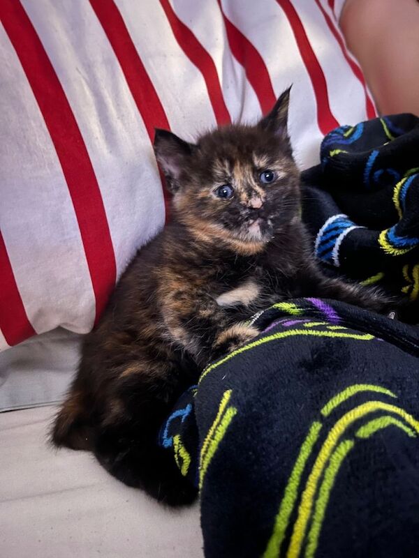 Half Maine coon kittens all females
