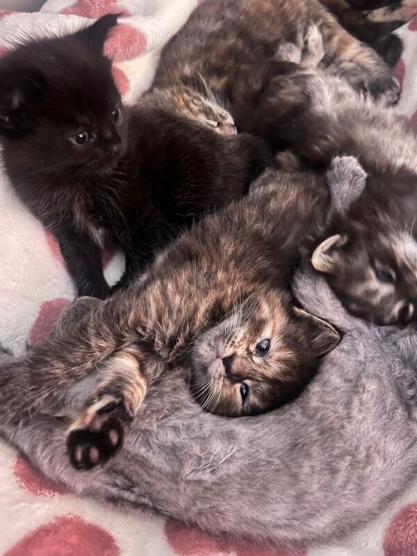 Half Maine coon kittens all females - Image 2 of 5
