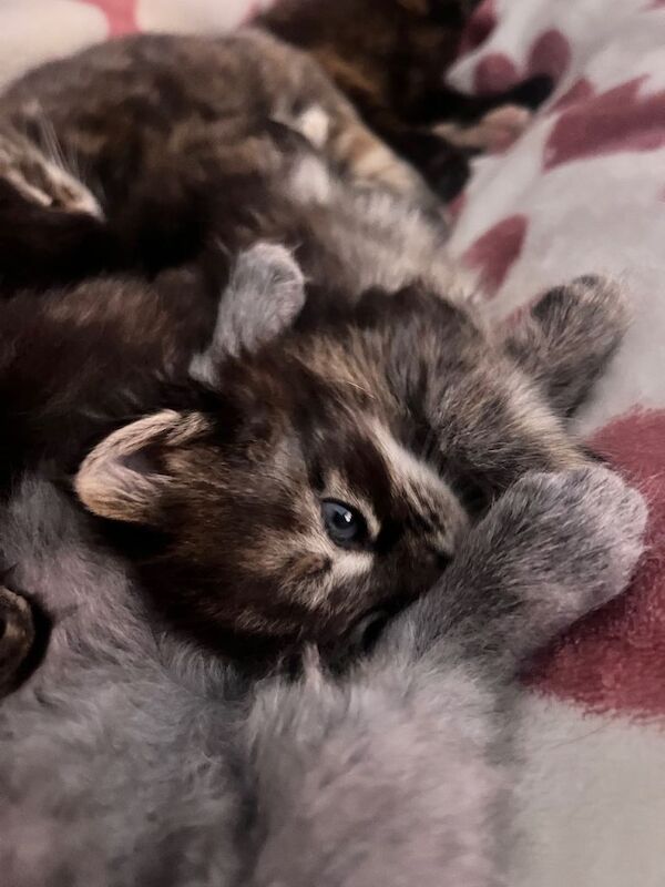 Half Maine coon kittens all females - Image 3 of 5