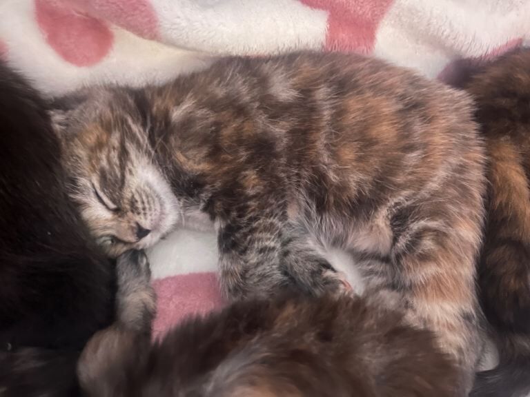 Half Maine coon kittens all females - Image 4 of 5