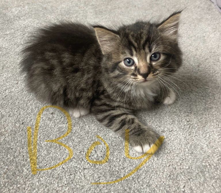 Maine Coon kittens for sale in Bridgwater, Somerset – 9 weeks old