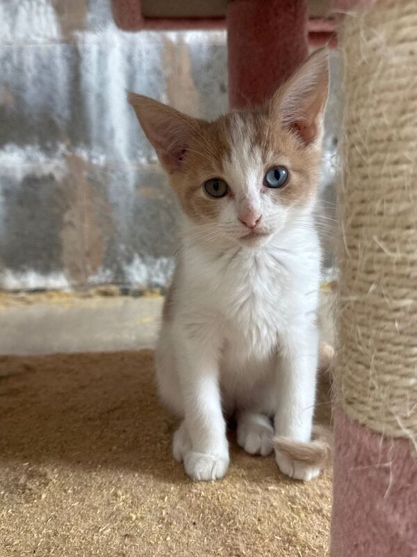 Half Maine Coon kittens for sale