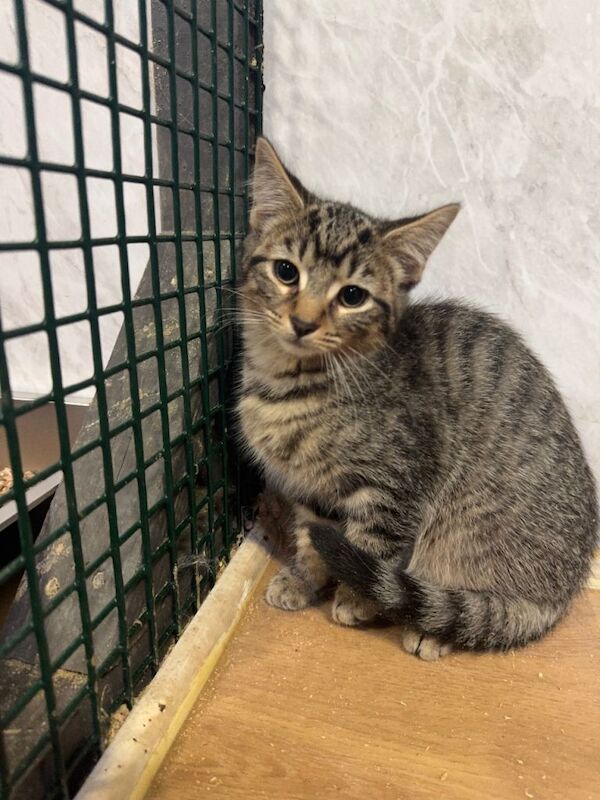 Half Maine Coon kittens for sale - Image 2 of 4