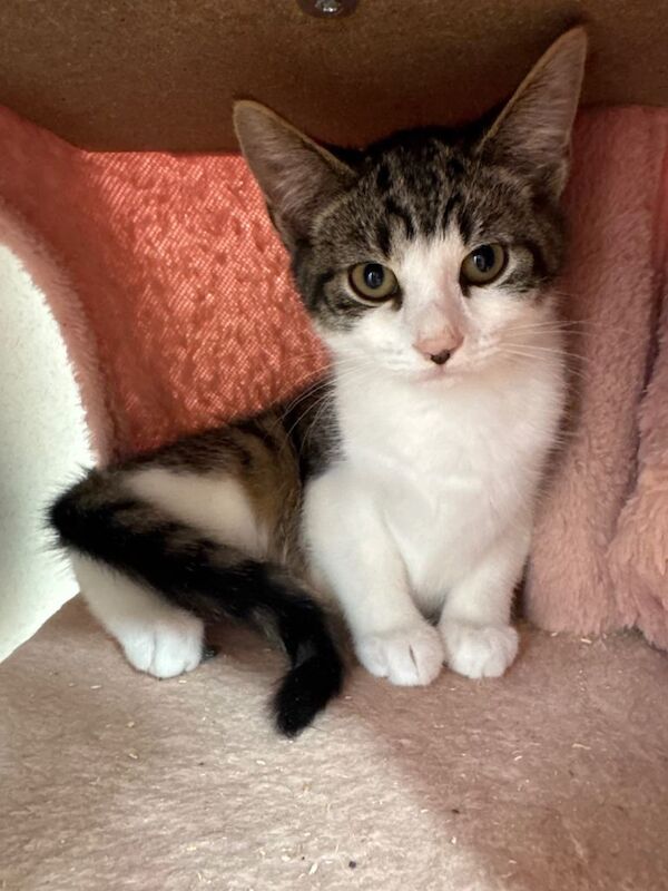 Half Maine Coon kittens for sale - Image 3 of 4