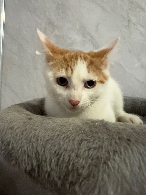 Half Maine Coon kittens for sale - Image 4 of 4