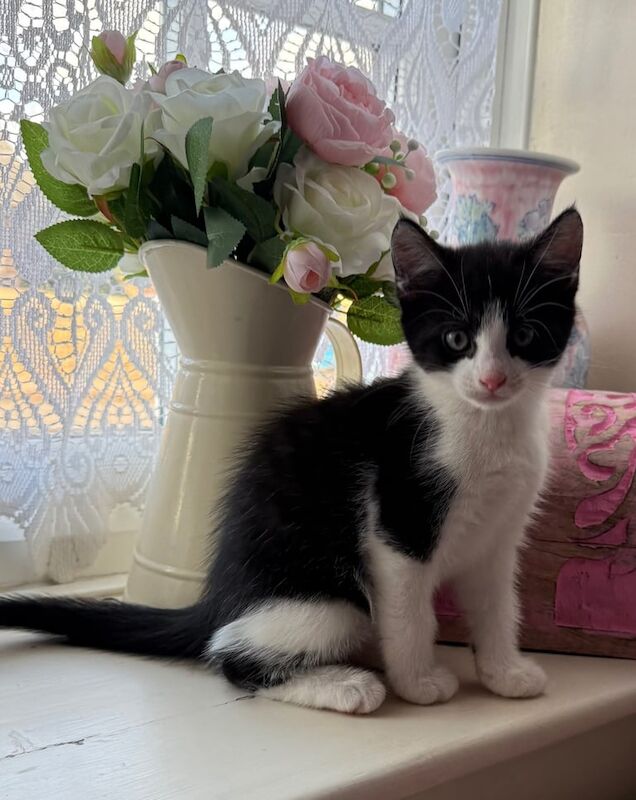 Maine Coon kittens for sale in Melton Mowbray, Leicestershire – 9 weeks old