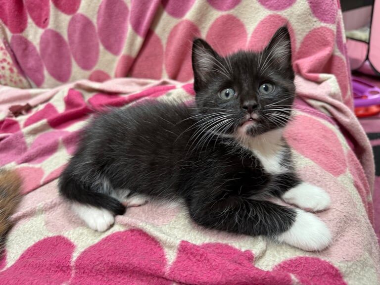 Maine Coon kittens for sale in Melton Mowbray, Leicestershire – 9 weeks old - Image 2 of 3