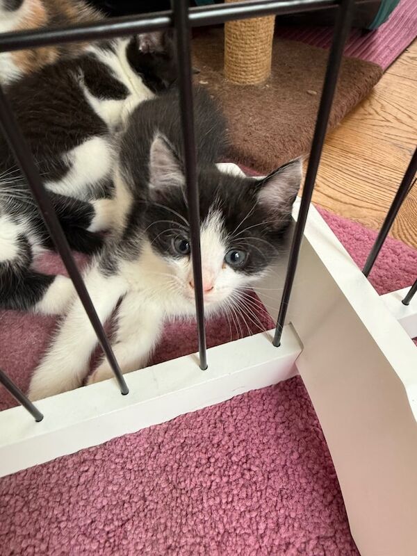 Maine Coon kittens for sale in Melton Mowbray, Leicestershire – 9 weeks old - Image 3 of 3