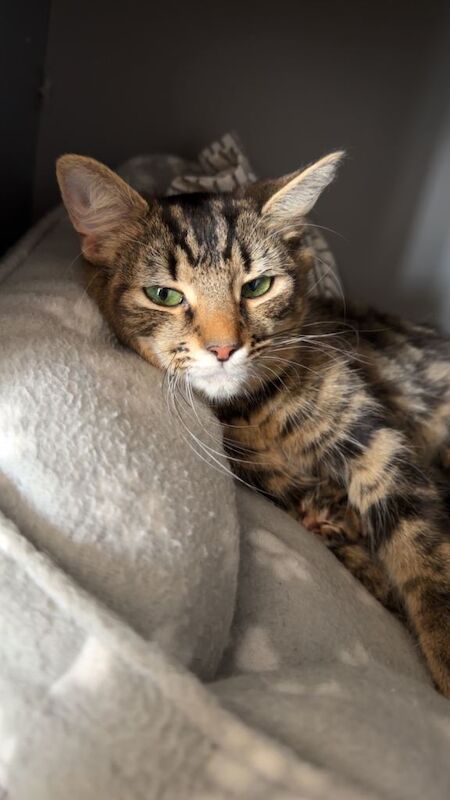 Half Maine Coone & Quarter Bengal Kittens - Image 2 of 5