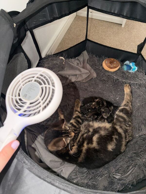 Half Maine Coone & Quarter Bengal Kittens - Image 3 of 5