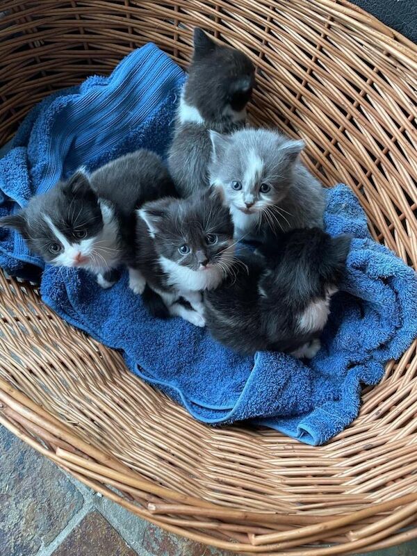 Maine Coon kittens for sale in Stonehaven, Kincardineshire – 8 weeks old