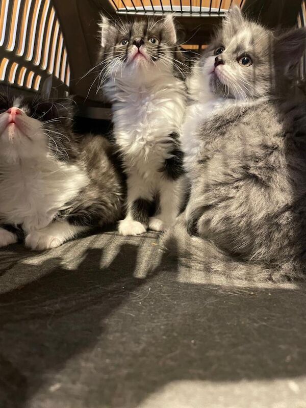 Half mainecoon kittens - Image 2 of 5