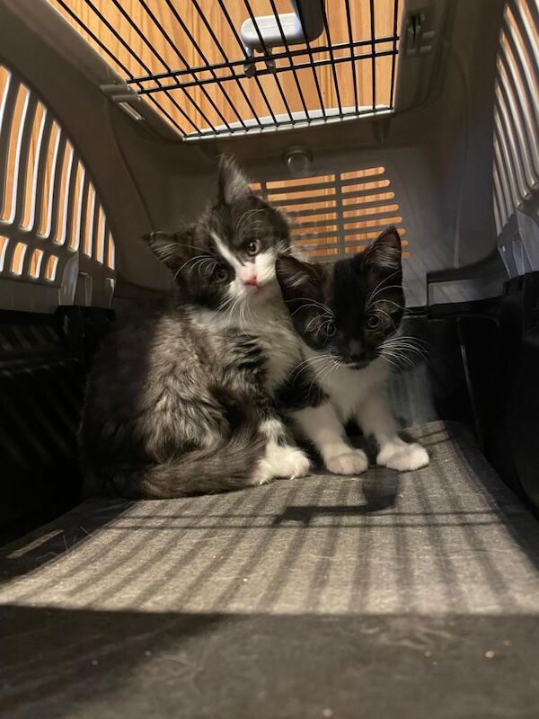 Half mainecoon kittens - Image 3 of 5