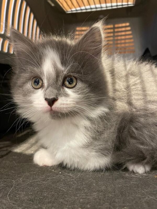 Half mainecoon kittens - Image 4 of 5