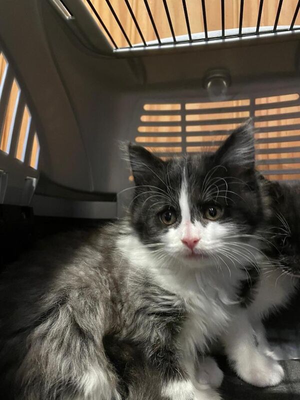 Half mainecoon kittens - Image 5 of 5