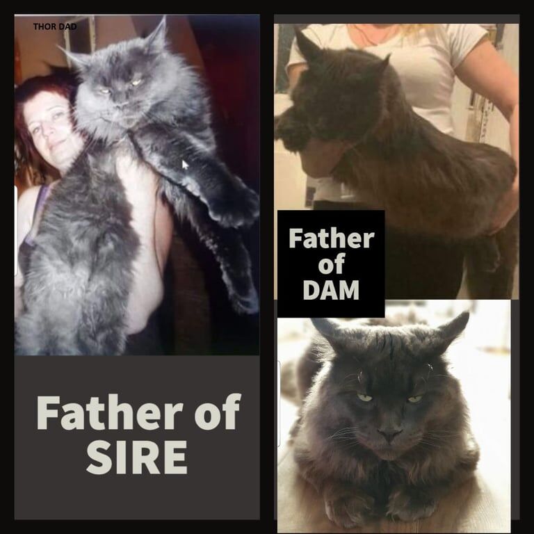 Maine Coon kittens for sale in Surrey Quays, Greater London – 11 weeks old