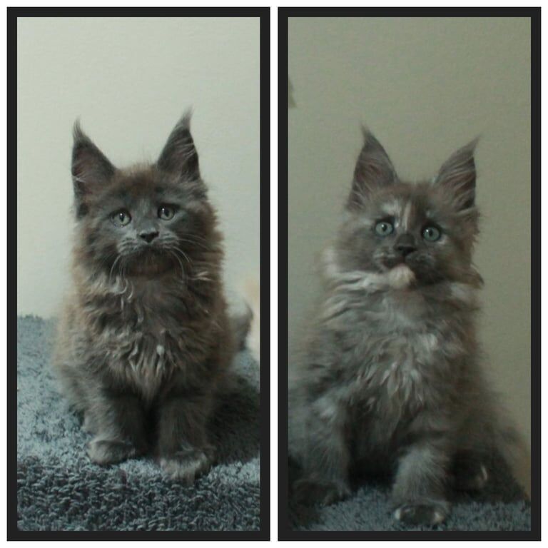 Maine Coon kittens for sale in Surrey Quays, Greater London – 11 weeks old - Image 3 of 3