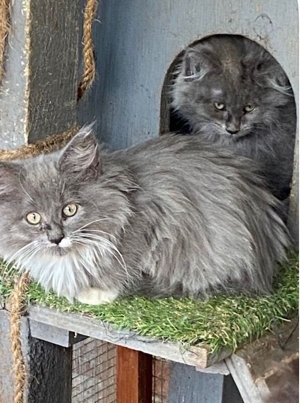 I have two year old Maine Coon Girl desperate to rehome.