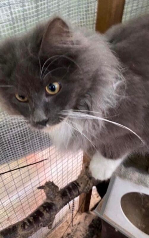 I have two year old Maine Coon Girl desperate to rehome. - Image 2 of 3