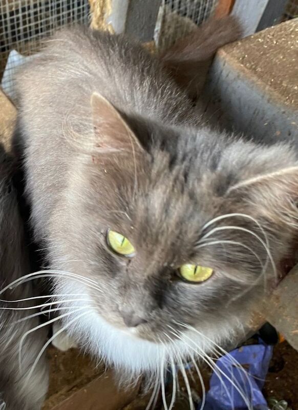 I have two year old Maine Coon Girl desperate to rehome. - Image 3 of 3