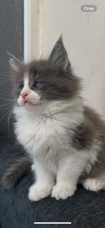 I stunning boy for sale in Newport, Isle of Wight