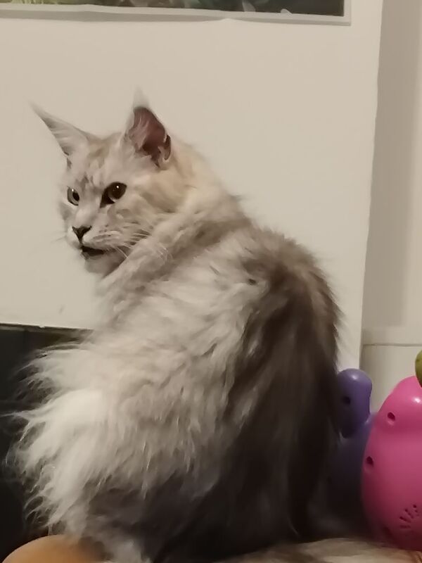 Maine Coon kittens for sale in Liskeard, Cornwall – 2 years old