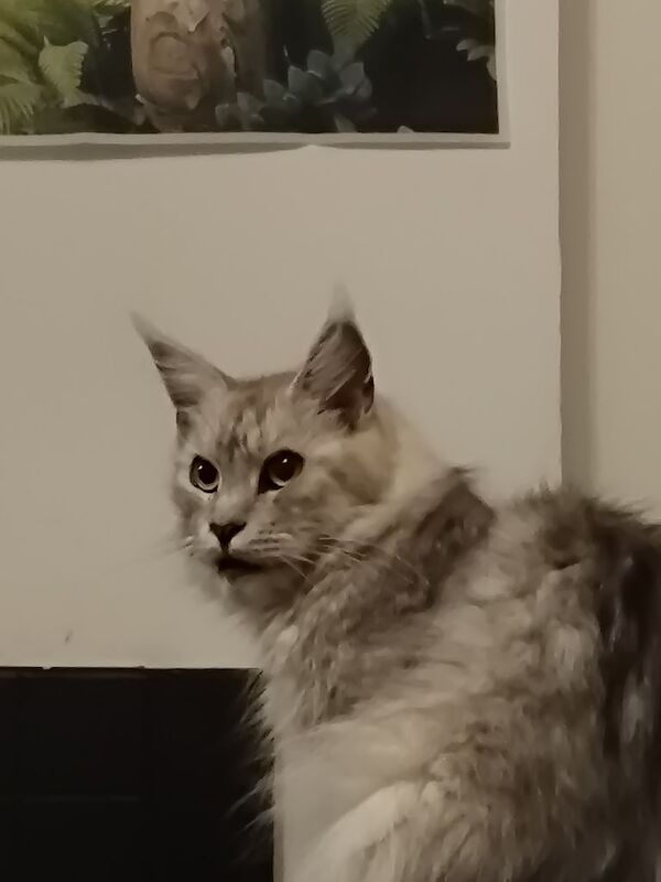 Maine Coon kittens for sale in Liskeard, Cornwall – 2 years old - Image 2 of 3