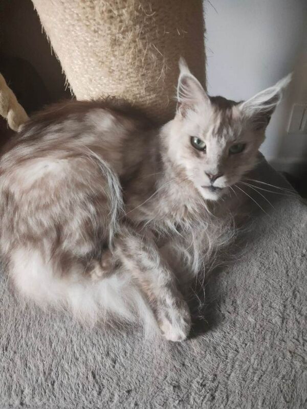 Maine Coon kittens for sale in Liskeard, Cornwall – 2 years old - Image 3 of 3