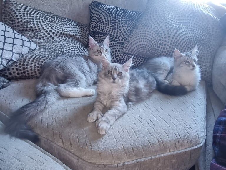 Maine Coon kittens for sale in St Mellons / Llaneurwg, South Glamorgan – 4 months old