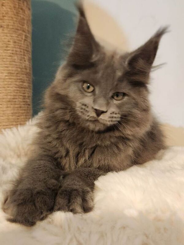 KING SIZE MAINE COON KITTENS Reg GCCF